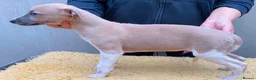 Whippet dogs for sale: 1 Male Whippet Puppy RKC Registered.Price Reduced - Advert 3