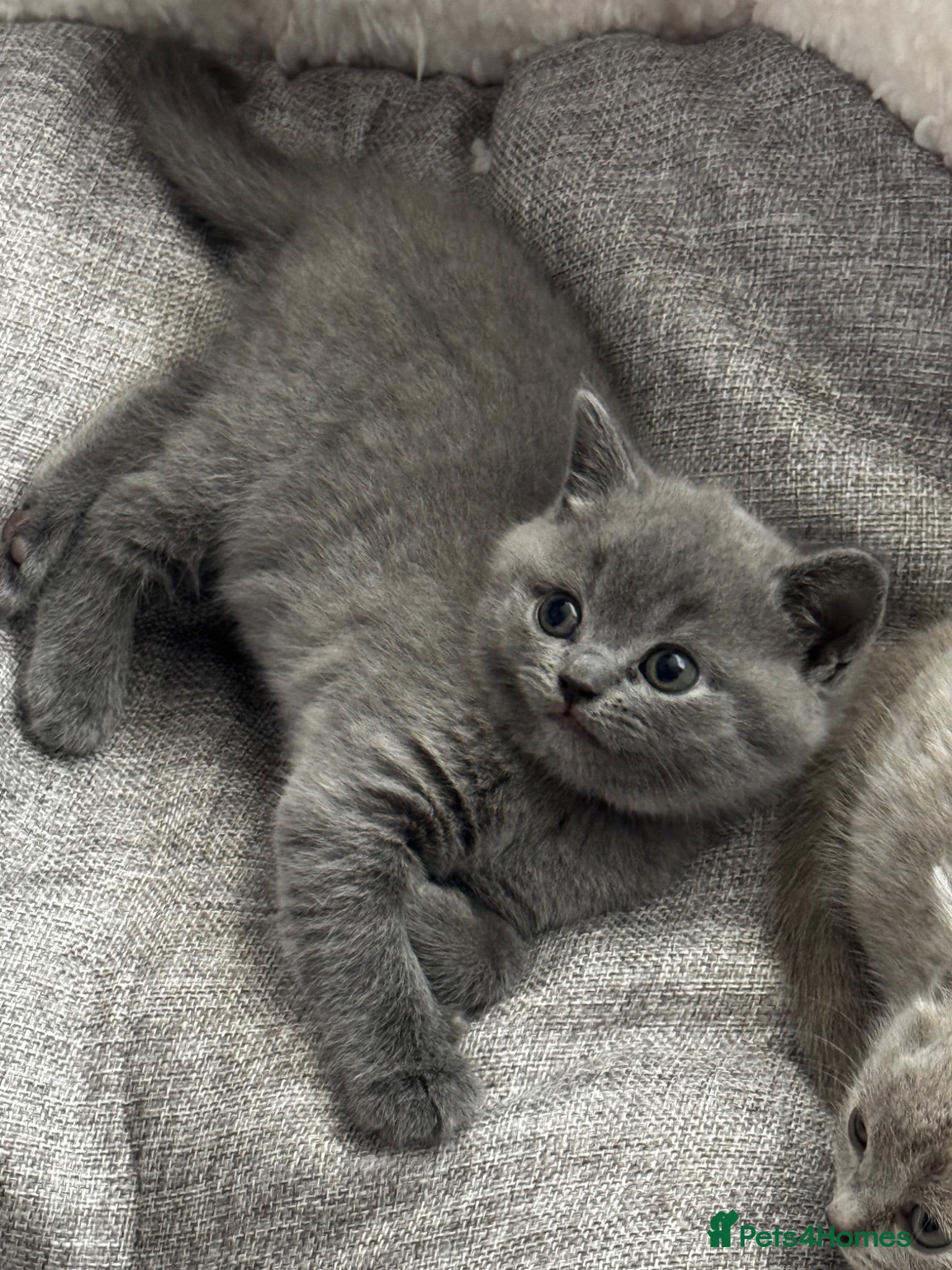 British Shorthair cats **last kitten left** British shorthair kittens  - Advert 2