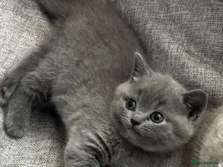 British Shorthair cats **last kitten left** British shorthair kittens - Advert 1