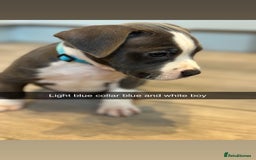 Mixed Breed dogs for sale: Staffy x mastiff mix  - Image 19