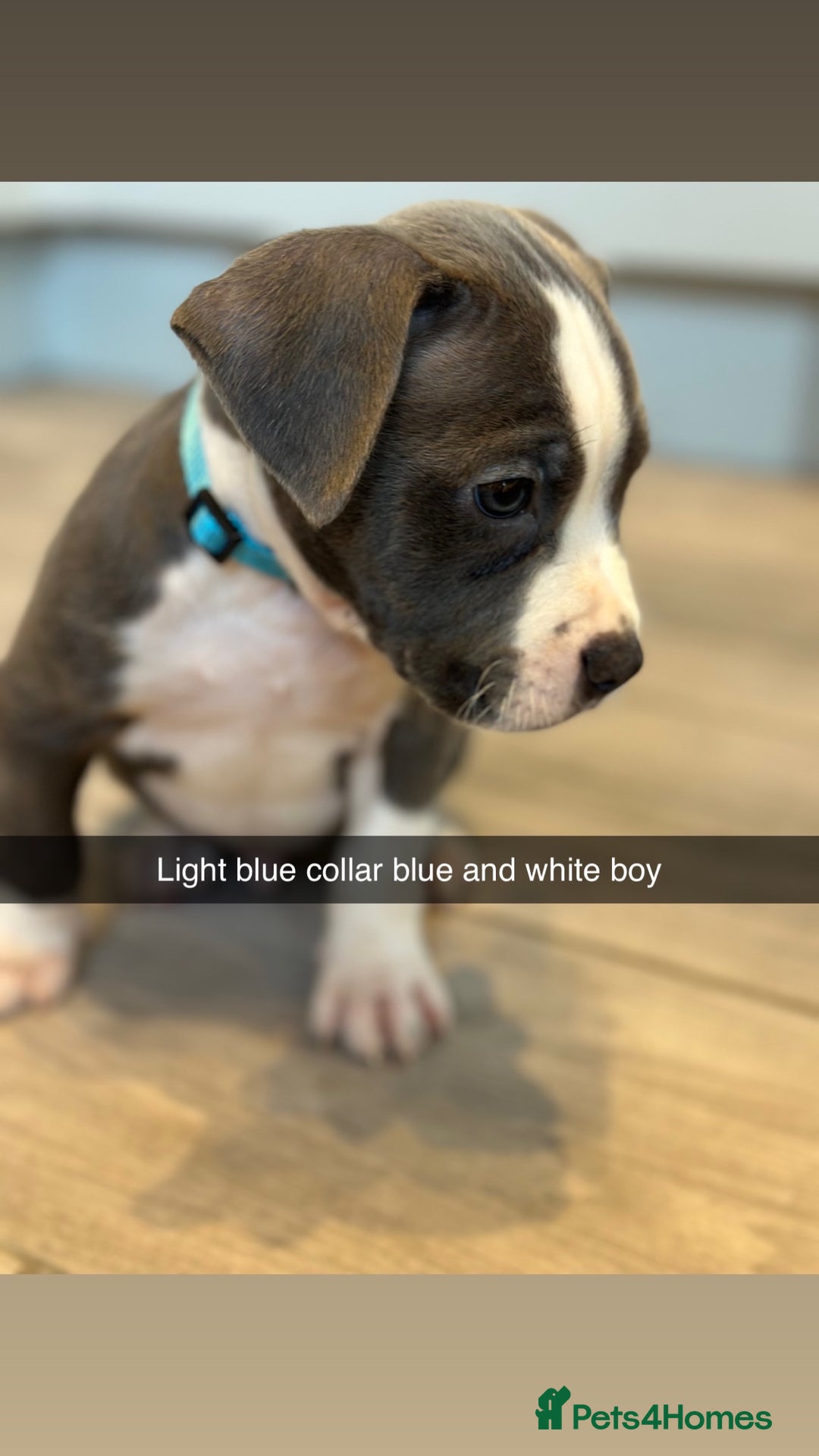 Mixed Breed dogs for sale: Staffy x mastiff mix  - Image 19