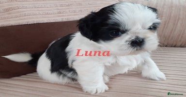 Shih Tzu dogs - Advert 5