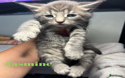 Maine Coon cats for sale: Stunning Half Maine coon kittens  - Image 4
