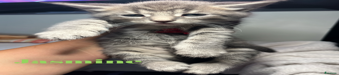 Maine Coon Kitten 5