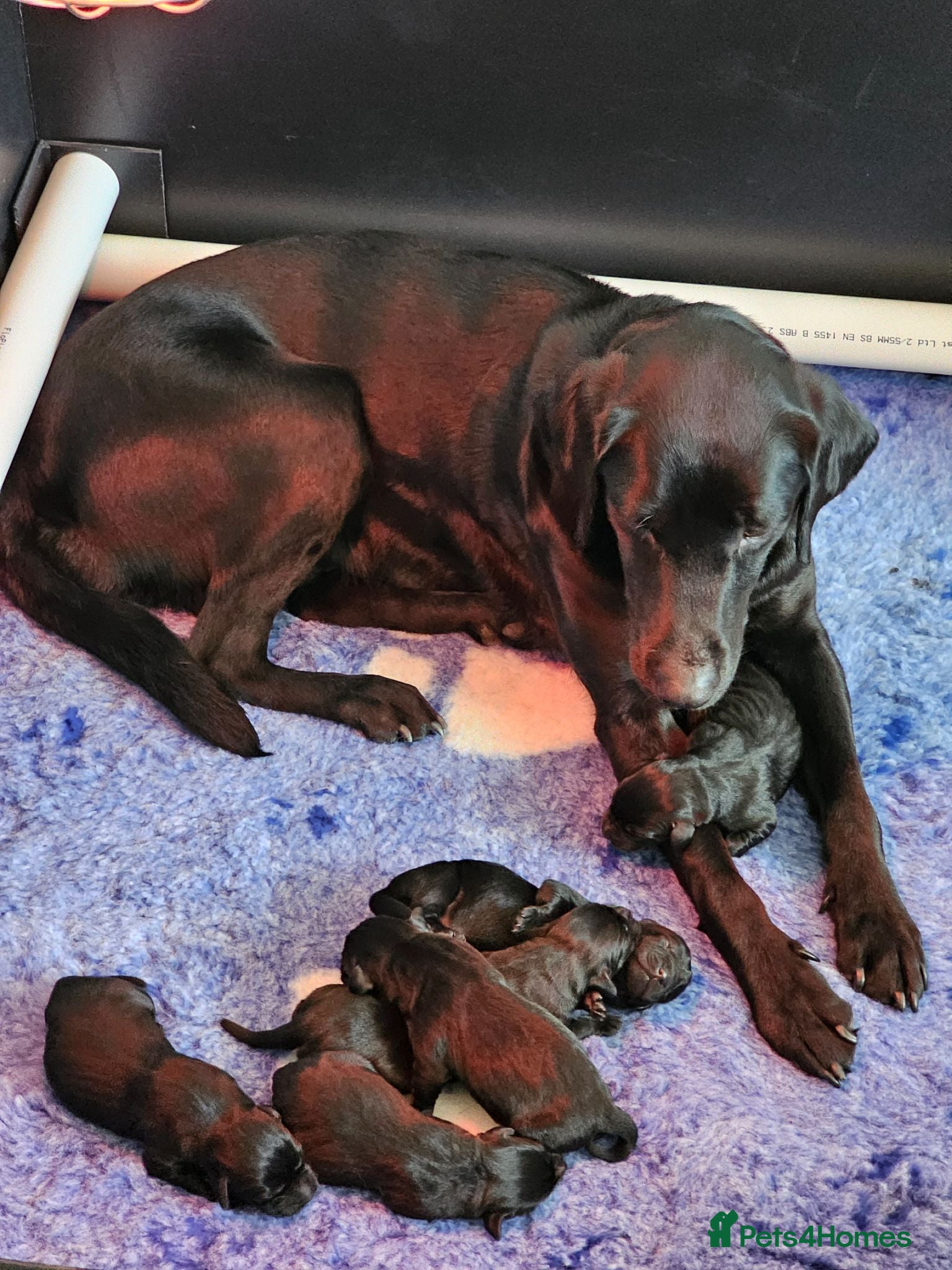 Labrador Retriever dogs Stunning working black Labrador pups.  - Advert 9