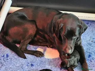 Labrador Retriever dogs Stunning working black Labrador pups. - Advert 9