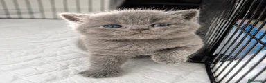 British Shorthair Kitten 5 Red