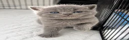 British Shorthair cats for sale: Beautiful British Shorthair Kittens Available - Advert 2