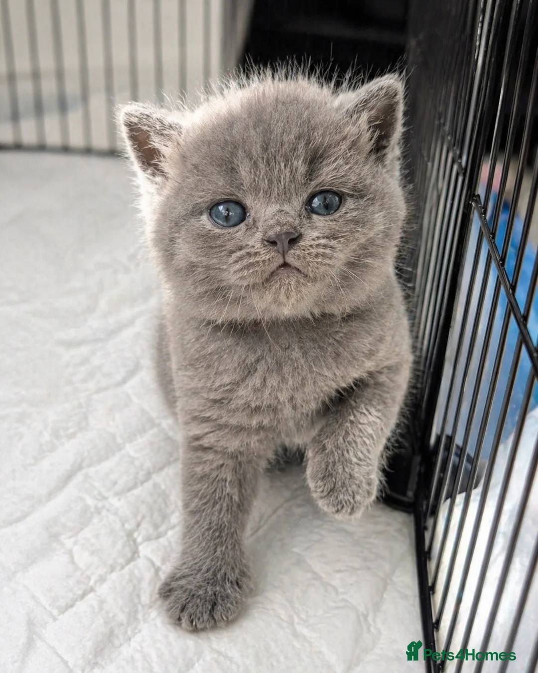 British Shorthair cats for sale: Beautiful British Shorthair Kittens Available - Advert 2