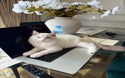 Ragdoll cats for sale: Beautiful white kitten for sale - Image 5
