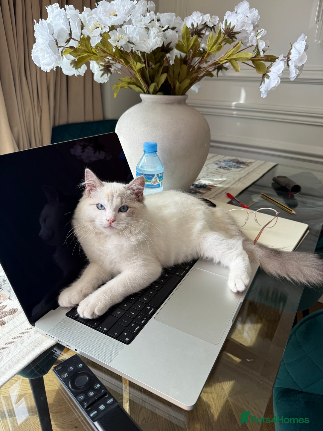 Ragdoll cats for sale: Beautiful white kitten for sale - Image 5