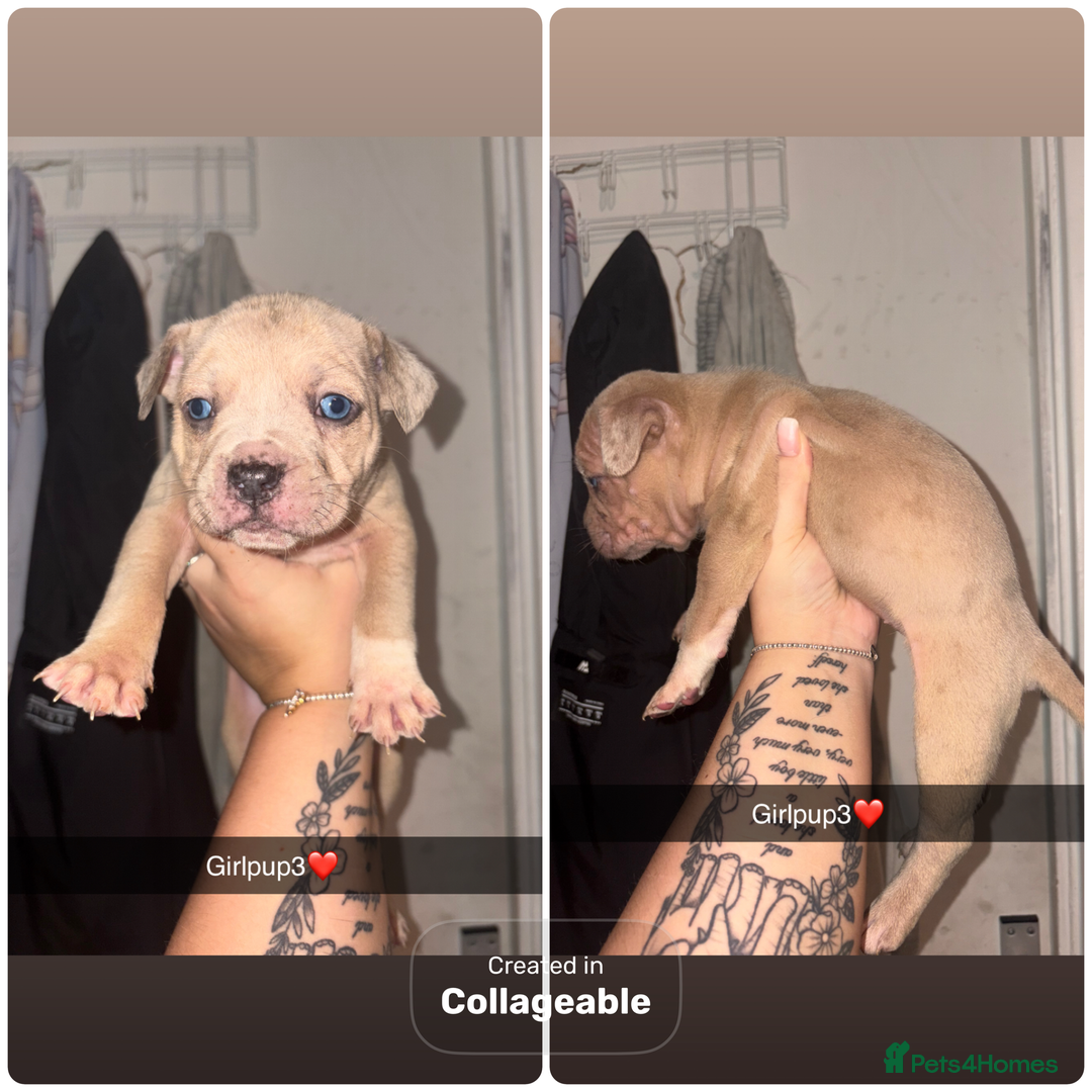 Mixed Breed dogs for sale: Puppies looking for their forever homes.  - Advert 3