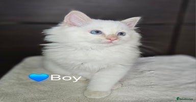 Ragdoll cats - Advert 13