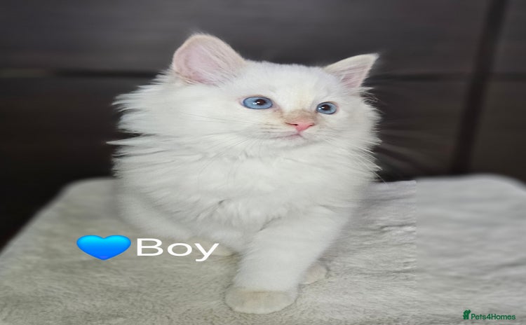 Ragdoll cats - Advert 3