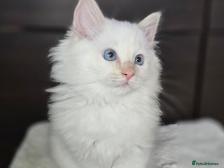 Ragdoll cats - Advert 4