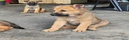 Belgian Shepherd Dog dogs for sale: Loyal Hearts & Bright Minds–Belgian Shepherds in Sheffield - Advert 5