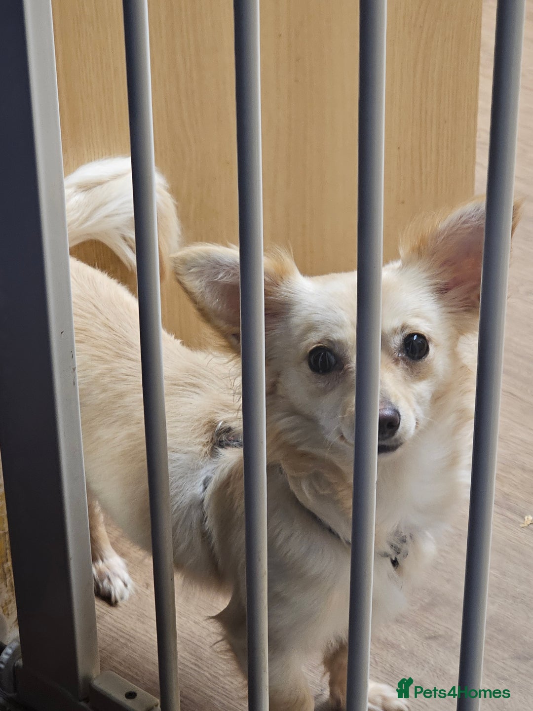 Mixed Breed dogs for sale: Miniature daschund cross chihuahua for sale - Advert 2