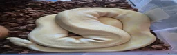 Python Snake reptiles for sale: Snakes  in Epsom - Advert 2