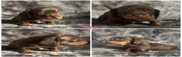 Miniature Dachshund dogs for sale: ADORABLE KC MINIATURE DACHSHUND PUPPYS - Advert 7