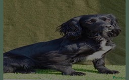 Mixed Breed dogs for sale: Cockshihpoos - Image 11