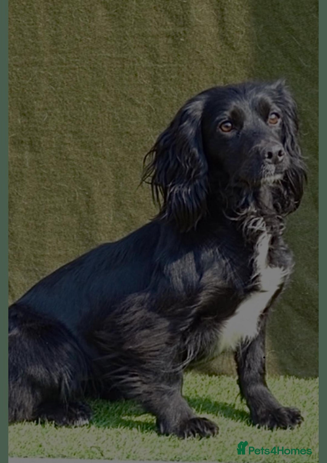 Mixed Breed dogs for sale: Cockshihpoos - Image 11