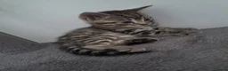 Mixed Breed cats for sale: Kittens 🥰 - Advert 6