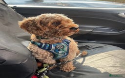 Mixed Breed dogs for sale: Gorgeous Cavapoochon Puppies 🐶  - Image 2