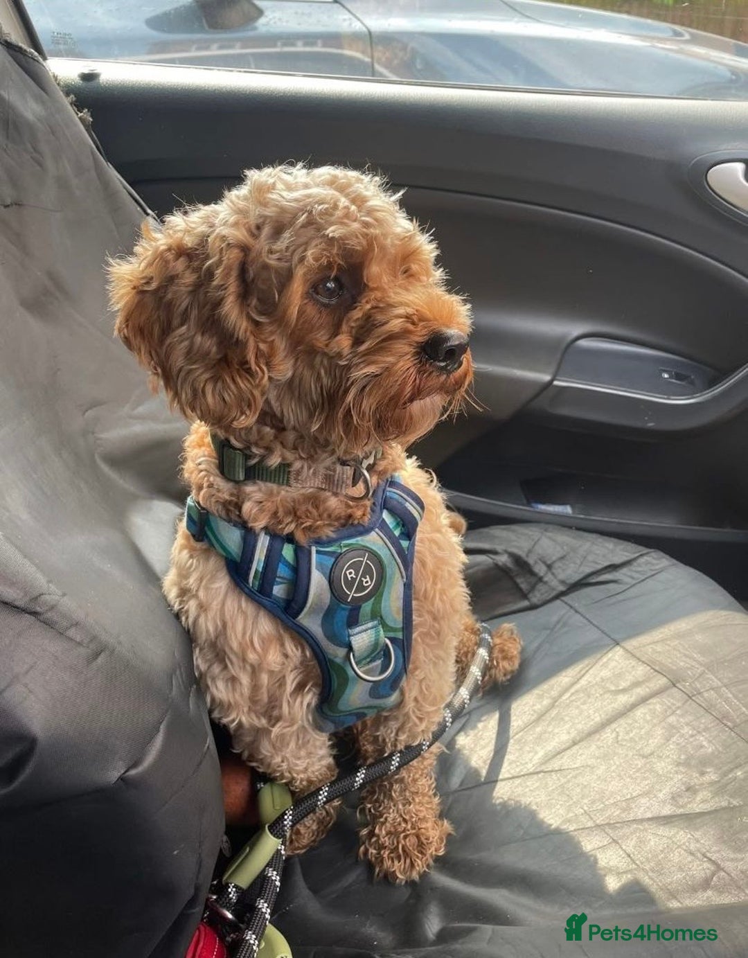 Mixed Breed dogs for sale: Gorgeous Cavapoochon Puppies 🐶  - Image 2