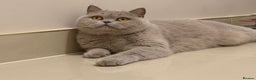 British Shorthair cats for sale: Wonderful liliac girl British shorthair    - Advert 3