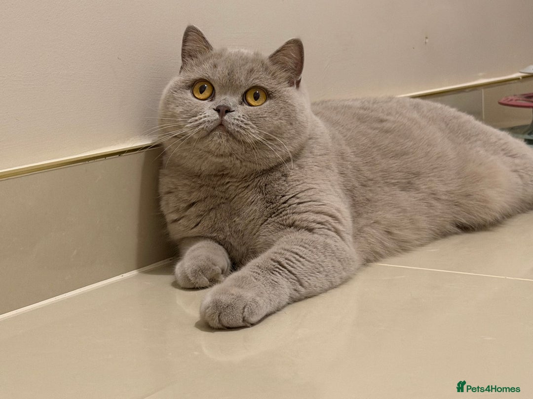 British Shorthair cats for sale: Wonderful liliac girl British shorthair    - Advert 3