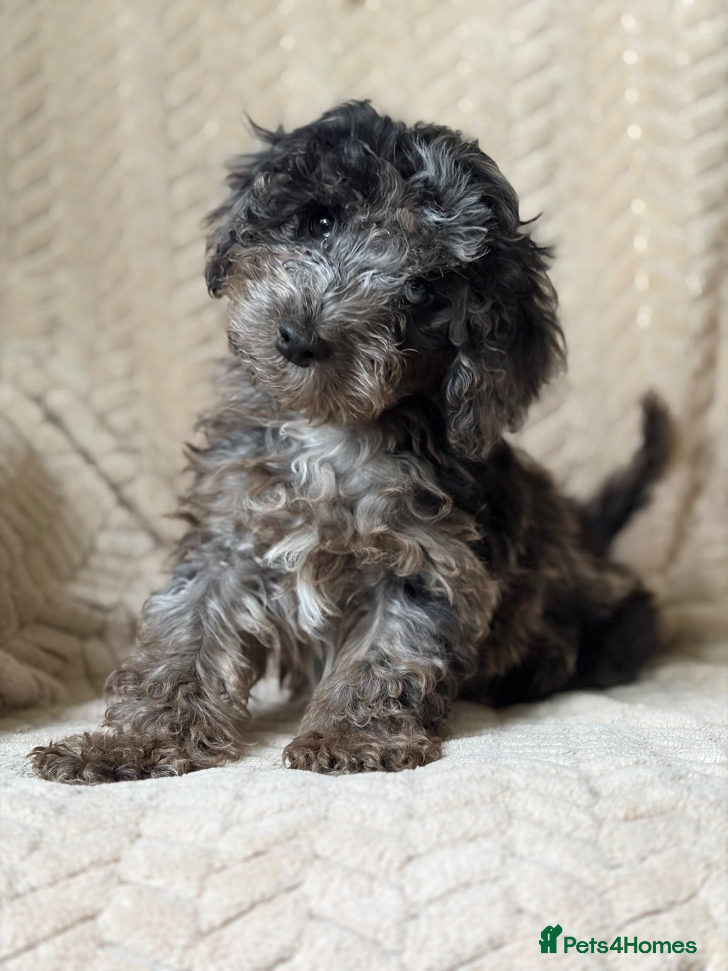 Cockapoo dogs Bundles of Joy - Advert 5