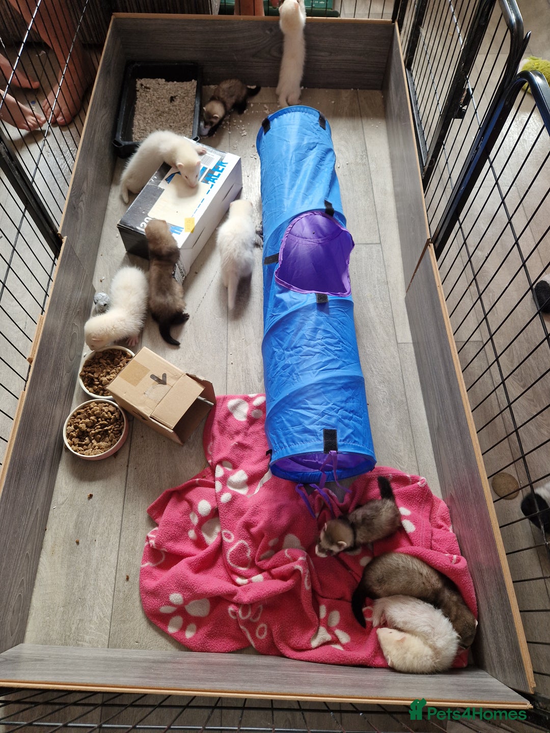 Ferret rodents for sale: Ferret kits mixed litter  - Image 7