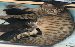 Maine Coon cats for sale: Mainecoon x  - Image 16