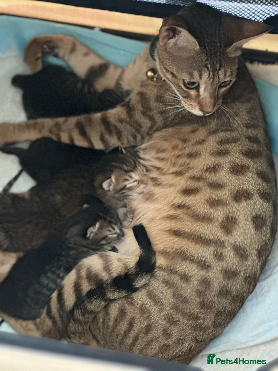 Maine Coon cats for sale: Mainecoon x  - Image 16