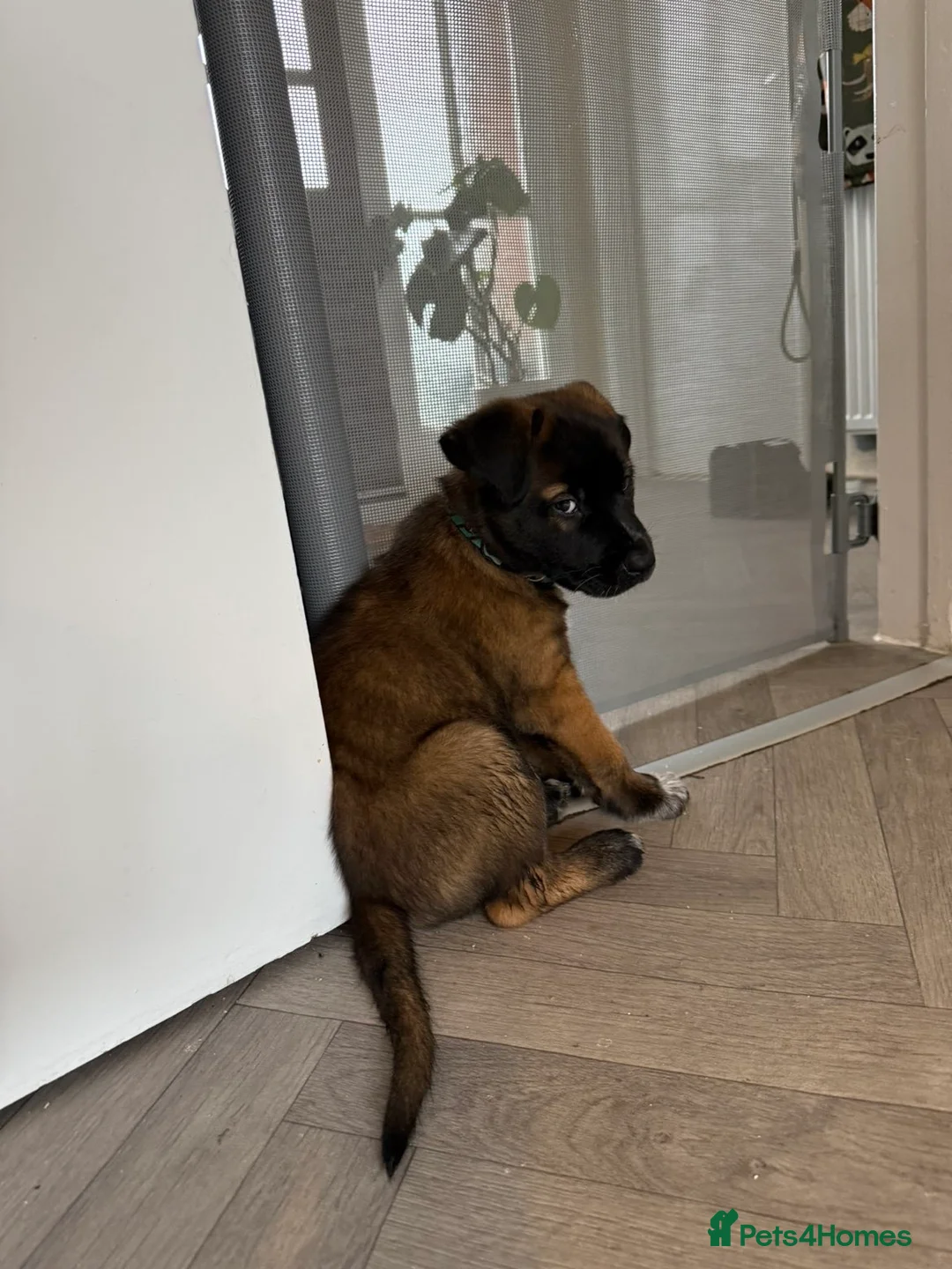 Mixed Breed dogs for sale: Malfoy - Belgian Husky Cross - Advert 2