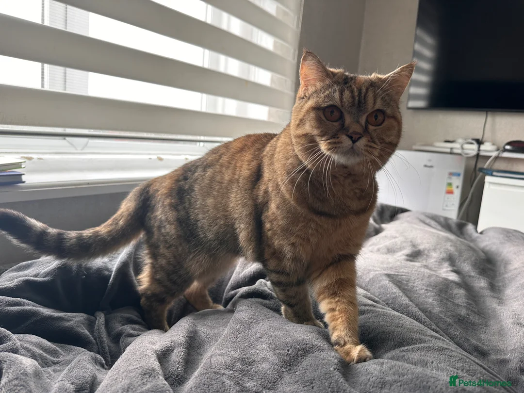 British Shorthair cats for sale: Cuddly & Affectionate Cat Needs Forever Home - Advert 2