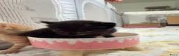 Mixed Breed cats for sale: Beautiful Family-Raised Kittens - Advert 2