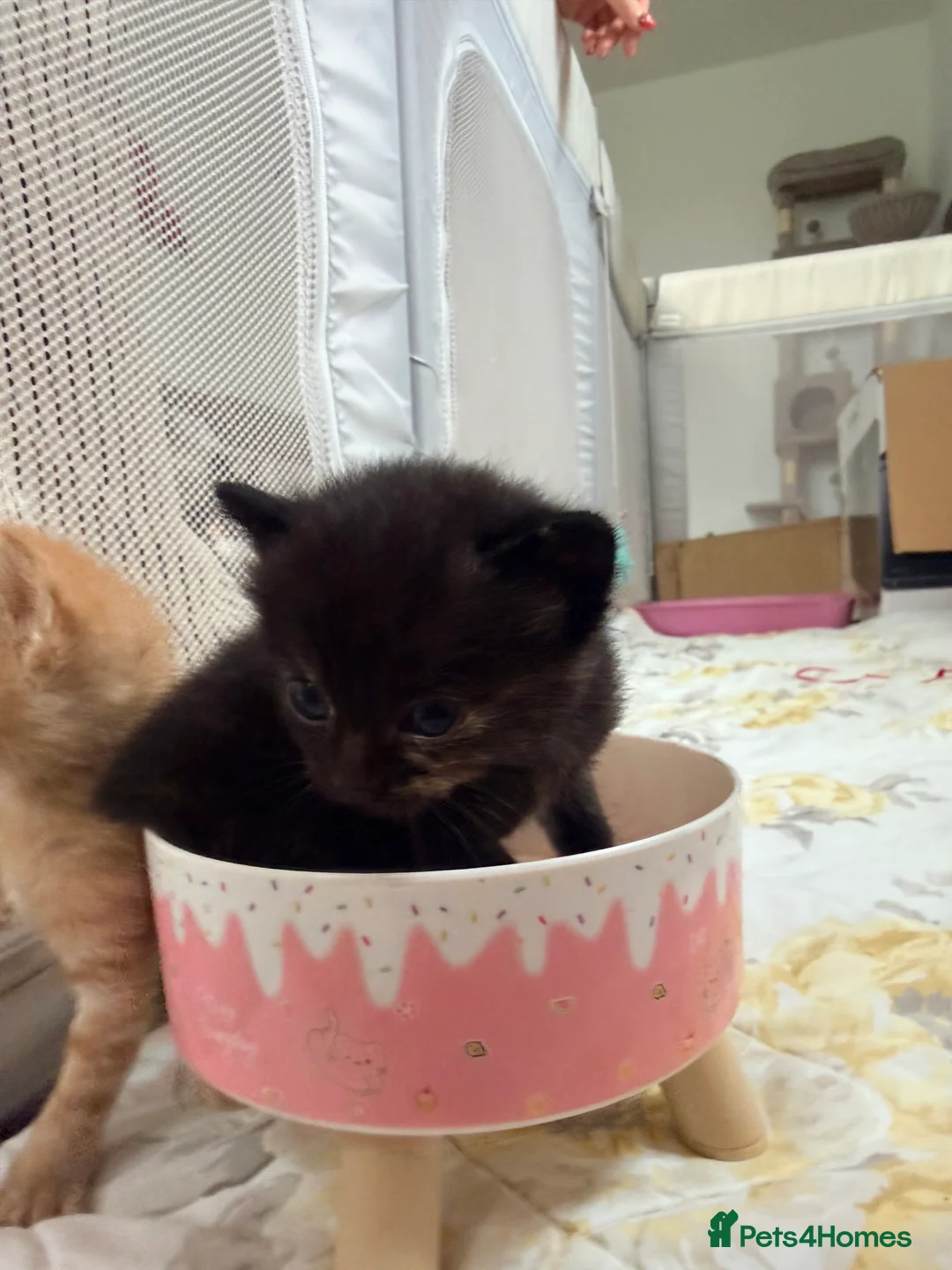 Mixed Breed cats for sale: Beautiful Family-Raised Kittens - Advert 2