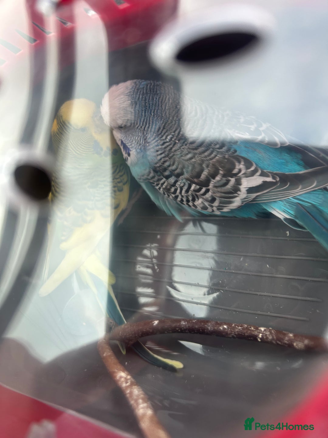 Budgerigars birds for sale: Two very handsome budgies  - Advert 3