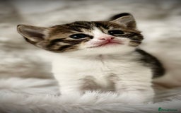 Ragdoll cats for sale: 🌟 Ragdoll x Bengal – Exquisite Baby Kittens 🌟 - Image 4