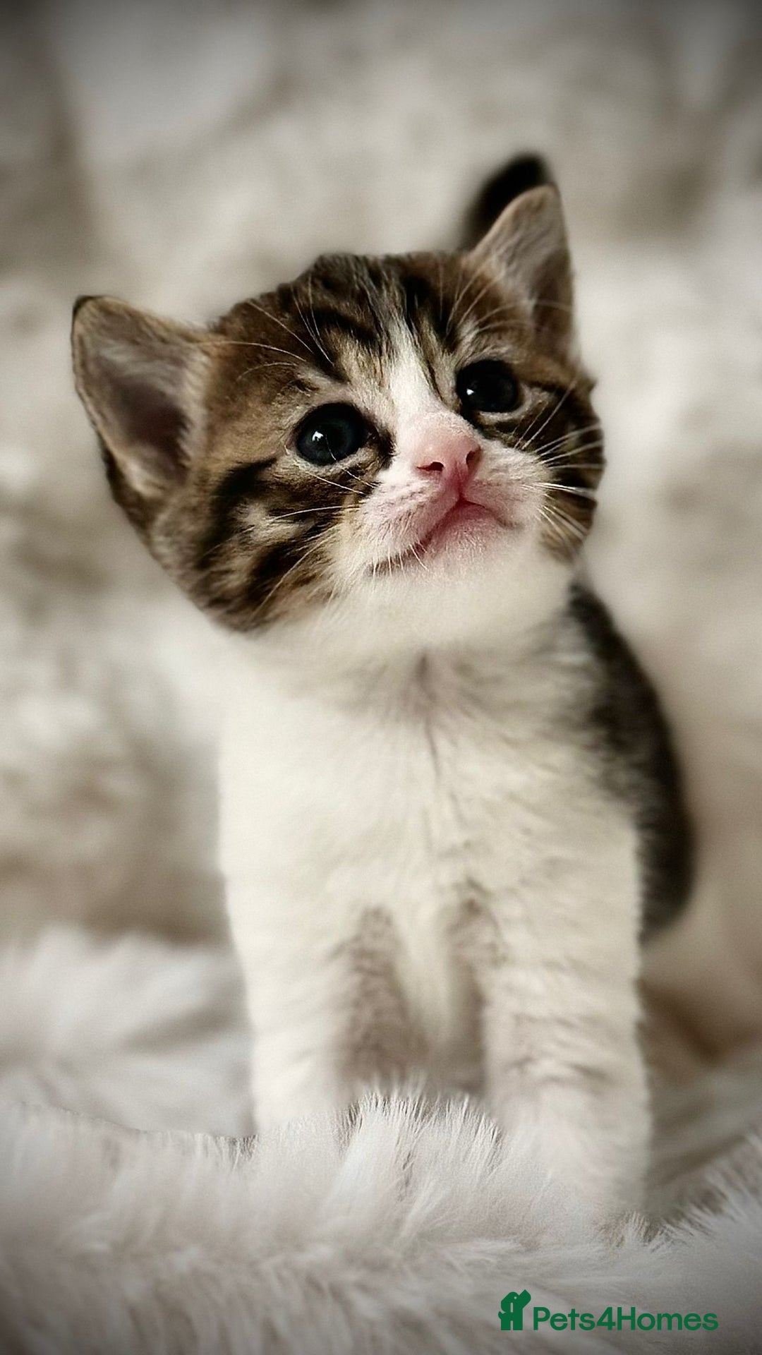 Ragdoll cats for sale: 🌟 Ragdoll x Bengal – Exquisite Baby Kittens 🌟 - Image 4