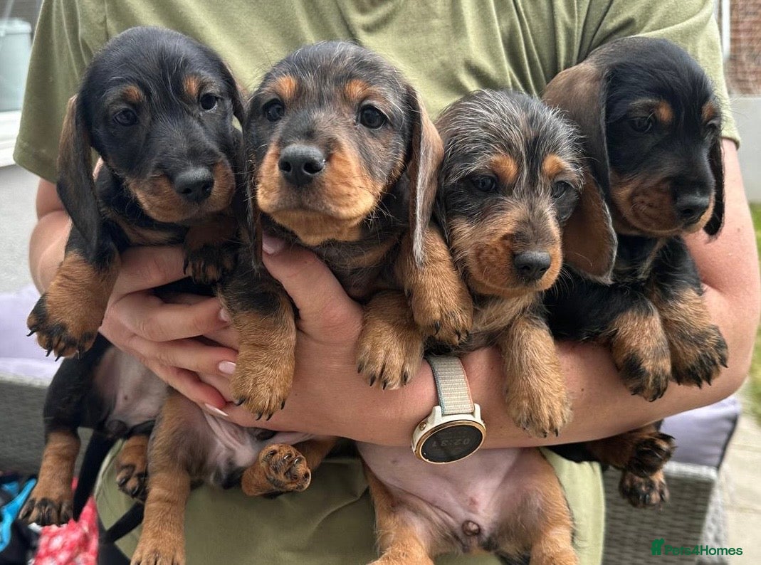 Miniature Dachshund dogs teckel x mini dachshund - Advert 5