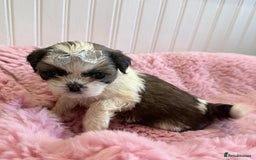 Shih Tzu dogs for sale: 3 Beautiful Shih Tzu girls left 🐶⭐️ - Advert 10