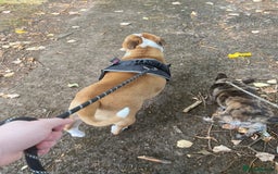 Mixed Breed dogs for sale: Draco 11 month old 3/4 Frenchie 1/4 toy poodle. - Image 4