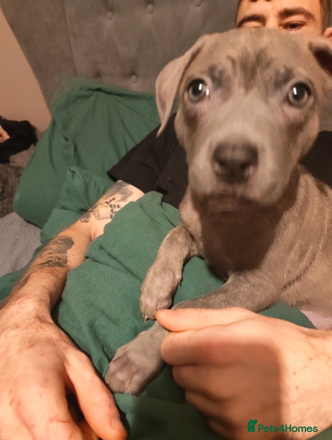 Mixed Breed dogs for sale: Loving puppy looking for her forever home - Advert 9