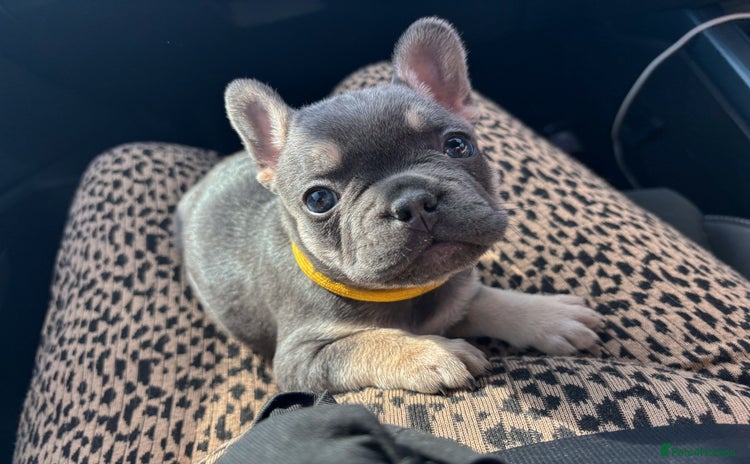 French Bulldog dogs - Advert 3
