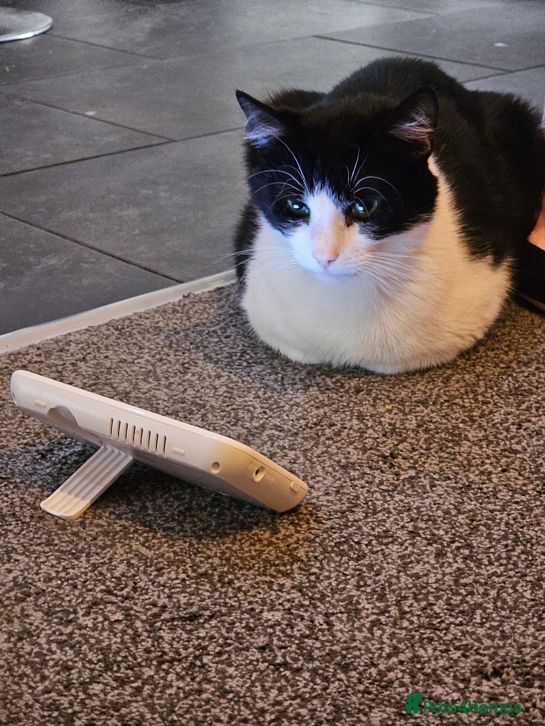 British Shorthair cats for sale: Re homing my friendly cat - Image 3