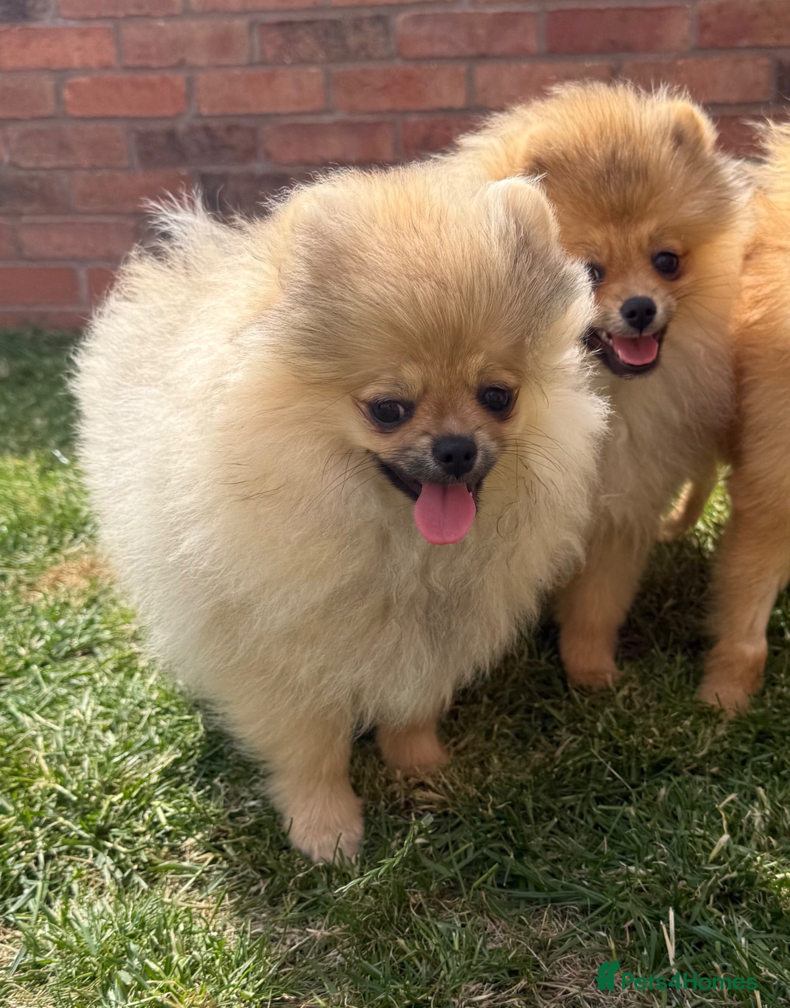 Pomeranian dogs Teddy Pomeranian - Advert 2