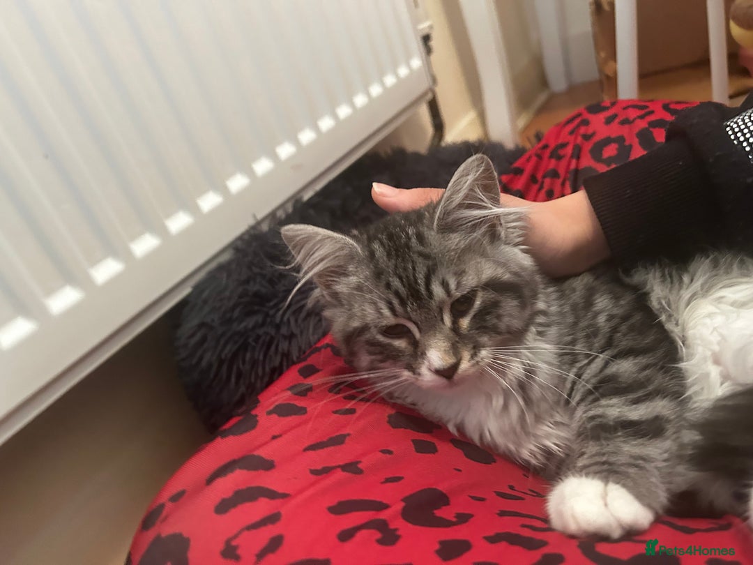 Siberian cats for sale: Sweet 4month Siberian Kitten Snow Needs New Home  - Image 4