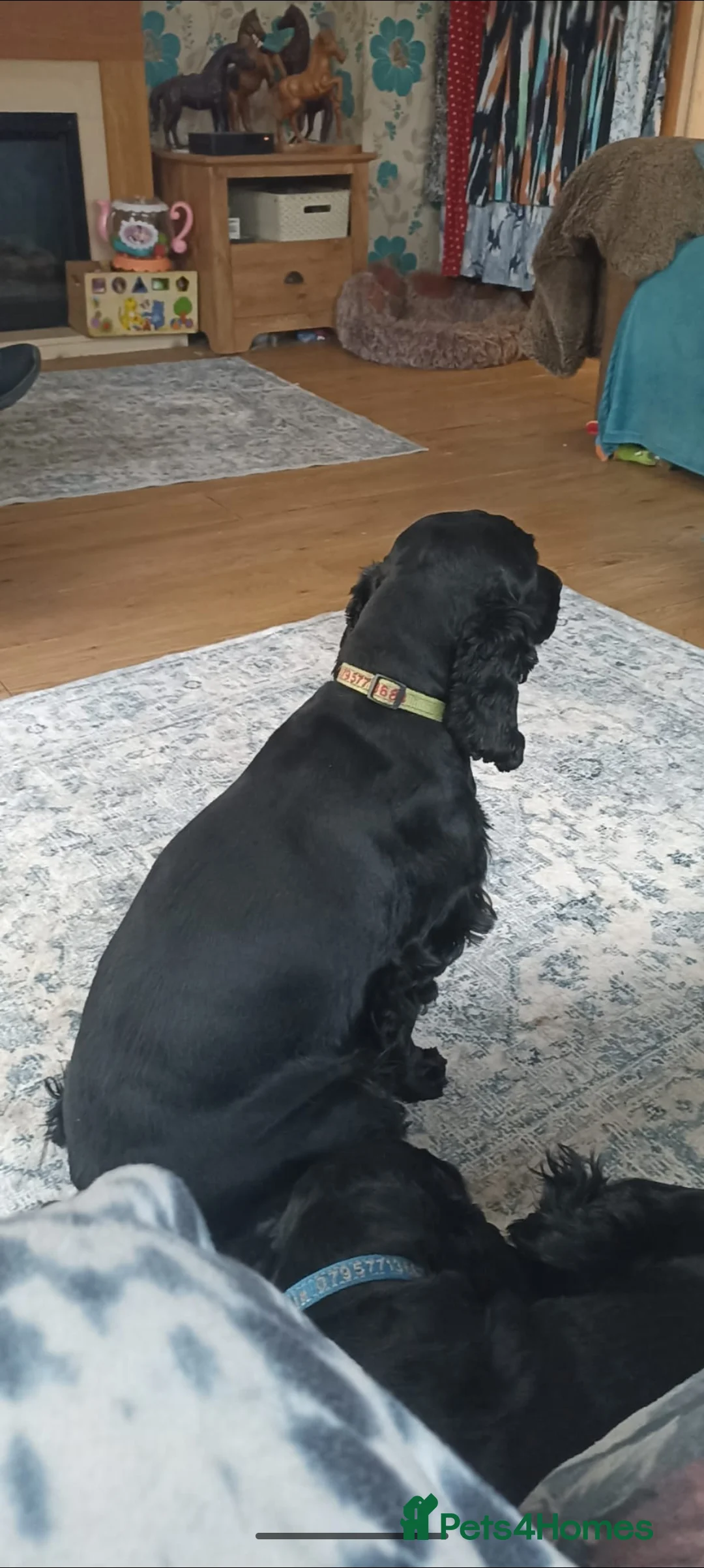 Cocker Spaniel dogs for sale: Beautiful Cocker spaniel Puppy  - Advert 2